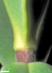 Veronica insularis. Leaf bud with no sinus. Scale = 1 mm.
 Image: W.M. Malcolm © Te Papa CC-BY-NC 3.0 NZ